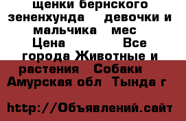 щенки бернского зененхунда. 2 девочки и 2 мальчика(2 мес.) › Цена ­ 22 000 - Все города Животные и растения » Собаки   . Амурская обл.,Тында г.
